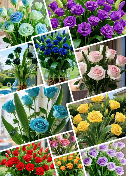 ✨Hydroponic Rose Bulbs -Enchanting Fragrant🌹Can be grown in water or soil