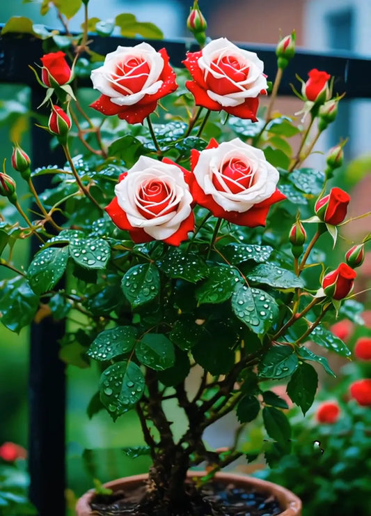 Scottish Red and Green Rose Seeds