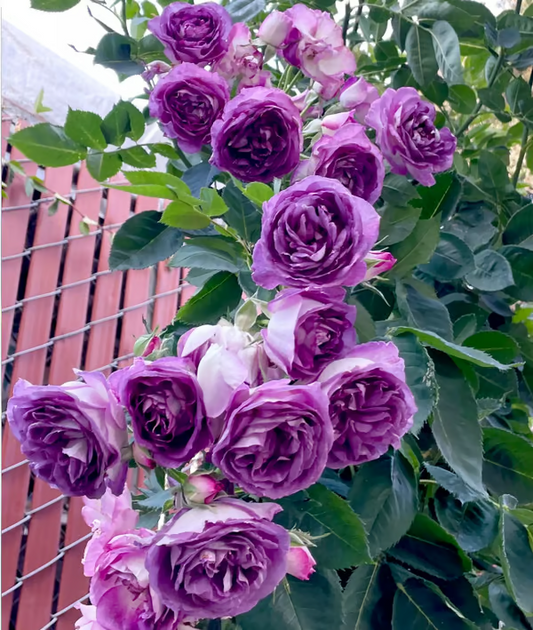 【7 days germination】🔥Last Day 70% OFF🌺Climbing Rose Seeds for Outdoor Planting Vibrant Ornamental Flowers for Family Garden Decoration