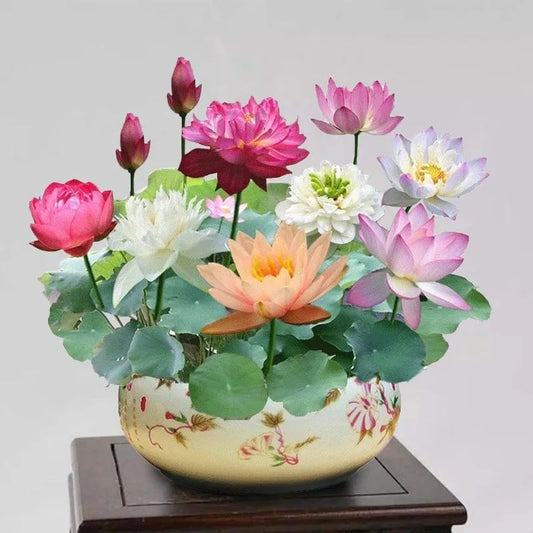 🌸 Limited Time Deal! 50% OFF! Hydroponic Lotus — Fresh, Simple & Beautiful 🌸 Limited Time Deal! 50% OFF! Hydroponic Lotus — Fresh, Simple & Beautiful