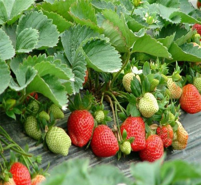 🔥Last Day 49% OFF🔥2025 Special Offer🍓Strawberry Plants