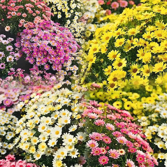 Last Day Sale - 60% OFF🌱 Pest Killer-Pyrethrum Daisy Seeds - Mixed Color
