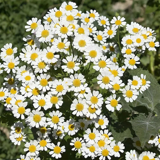 Last Day Sale - 60% OFF🌱 Pest Killer-Pyrethrum Daisy Seeds - Mixed Color