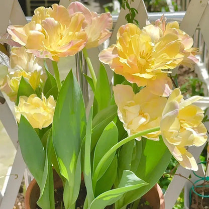 🌷Cummins Tassel Tulip Bulbs