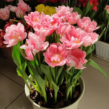 🌷Cummins Tassel Tulip Bulbs
