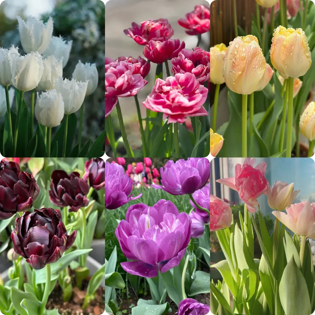 🌷Cummins Tassel Tulip Bulbs