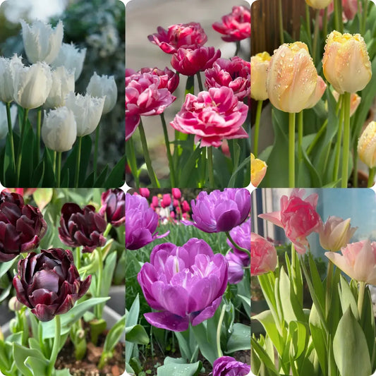 🌷Cummins Tassel Tulip Bulbs