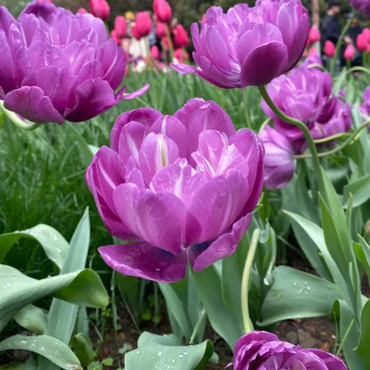 🌷Cummins Tassel Tulip Bulbs