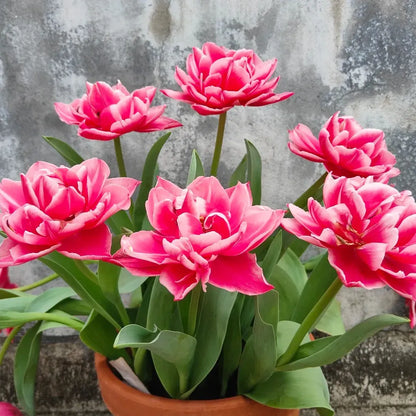 🌷Cummins Tassel Tulip Bulbs