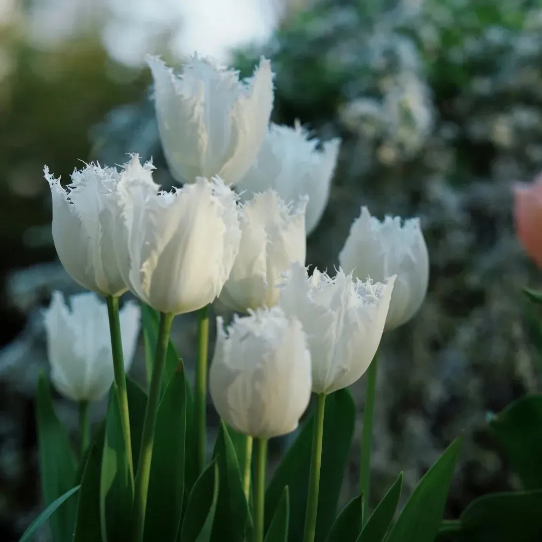 🌷Cummins Tassel Tulip Bulbs