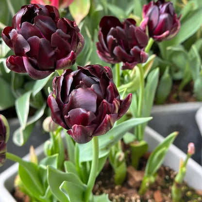 🌷Cummins Tassel Tulip Bulbs