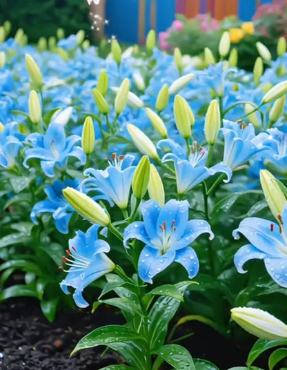 🌺Double Perfume Lily Bulbs—Fresh and Sweet