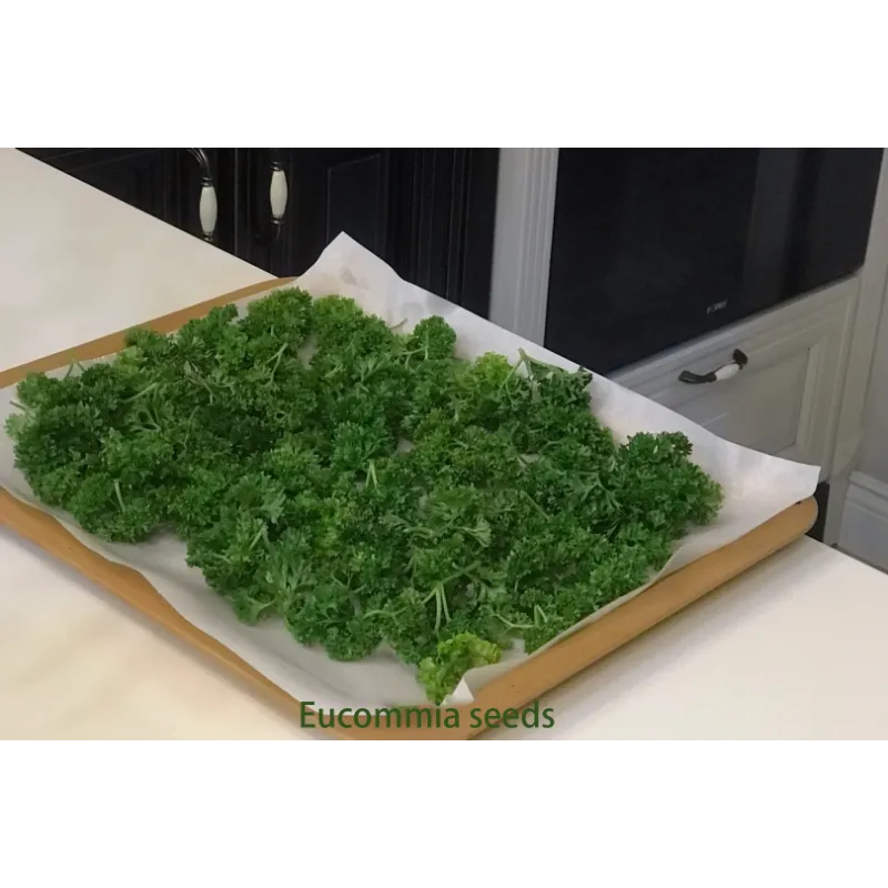 🌿Eucommia seeds-Low maintenance, multi-purpose, high nutrition