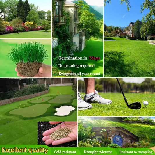 🔥⏰Last Day Promotion - 🌱 Evergreen dwarf grass seed for four seasons🌾 | Create your perfect lawn here🌼