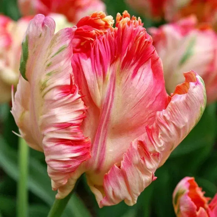 🌷Cummins Tassel Tulip Bulbs
