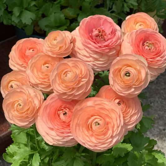 Multicolour Ranunculus | Buy 1 Get 4 Free