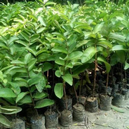 🔥Hot Sale💚 Organic Guava Plant🌱 Easy Grow