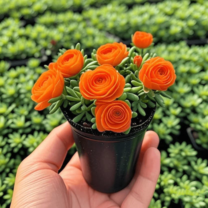 🪴Double-flowered Rose Orchid Seeds-Heat-Cold-resistant and fragrant