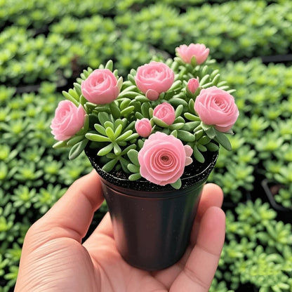 🪴Double-flowered Rose Orchid Seeds-Heat-Cold-resistant and fragrant