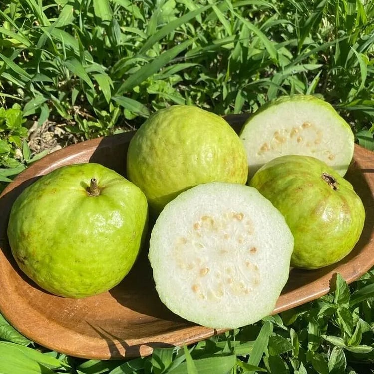 🔥Hot Sale💚 Organic Guava Plant🌱 Easy Grow
