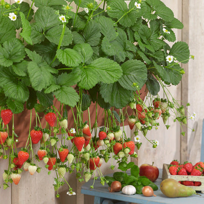 🔥Last Day 49% OFF🔥2025 Special Offer🍓Strawberry Plants