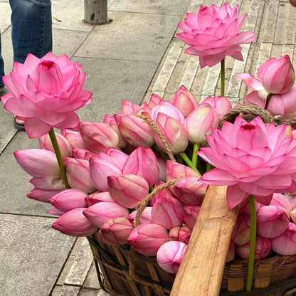 🪷【7-Day Germination】Last Day Sale — 50% OFF! 🌱 The Sacred Bonsai Bowl Lotus Flower