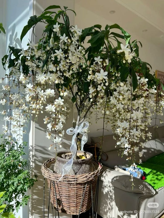 🔥 Imported Hanging Indoor Jasmine Flower Seeds 🌸 | Fast Growing 🌿 | Limited Stock ⏳ | Flat 50% OFF 💥