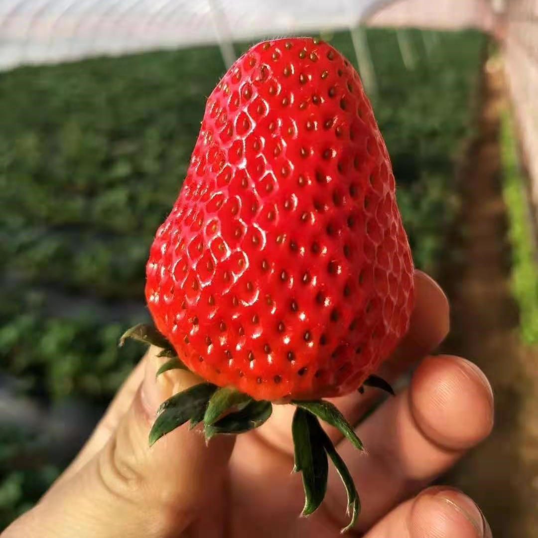 🔥Last Day 49% OFF🔥2025 Special Offer🍓Strawberry Plants