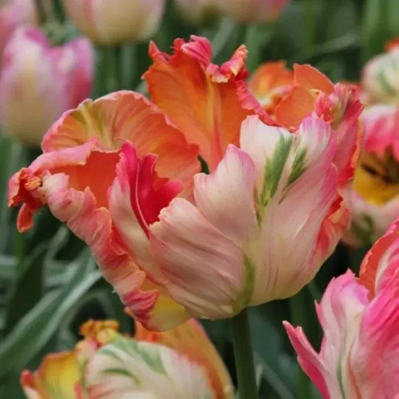 🌷Cummins Tassel Tulip Bulbs