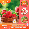 🔥Last Day 49% OFF🔥2025 Special Offer🍓Strawberry Plants