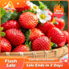 🔥Last Day 49% OFF🔥2025 Special Offer🍓Strawberry Plants