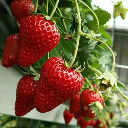 🔥Last Day 49% OFF🔥2025 Special Offer🍓Strawberry Plants
