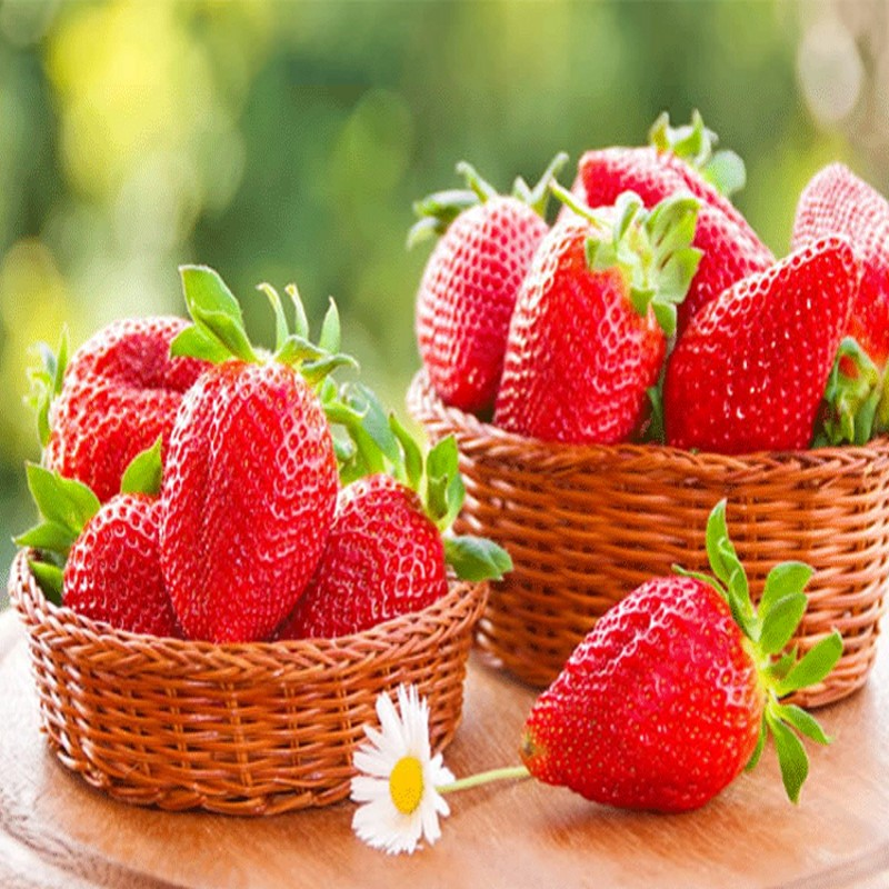 🔥Last Day 49% OFF🔥2025 Special Offer🍓Strawberry Plants
