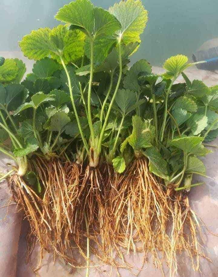 🔥Last Day 49% OFF🔥2025 Special Offer🍓Strawberry Plants