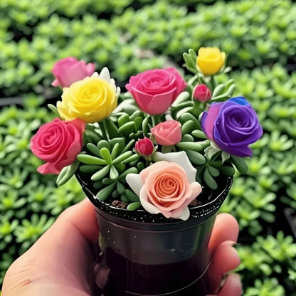 🪴Double-flowered Rose Orchid Seeds-Heat-Cold-resistant and fragrant