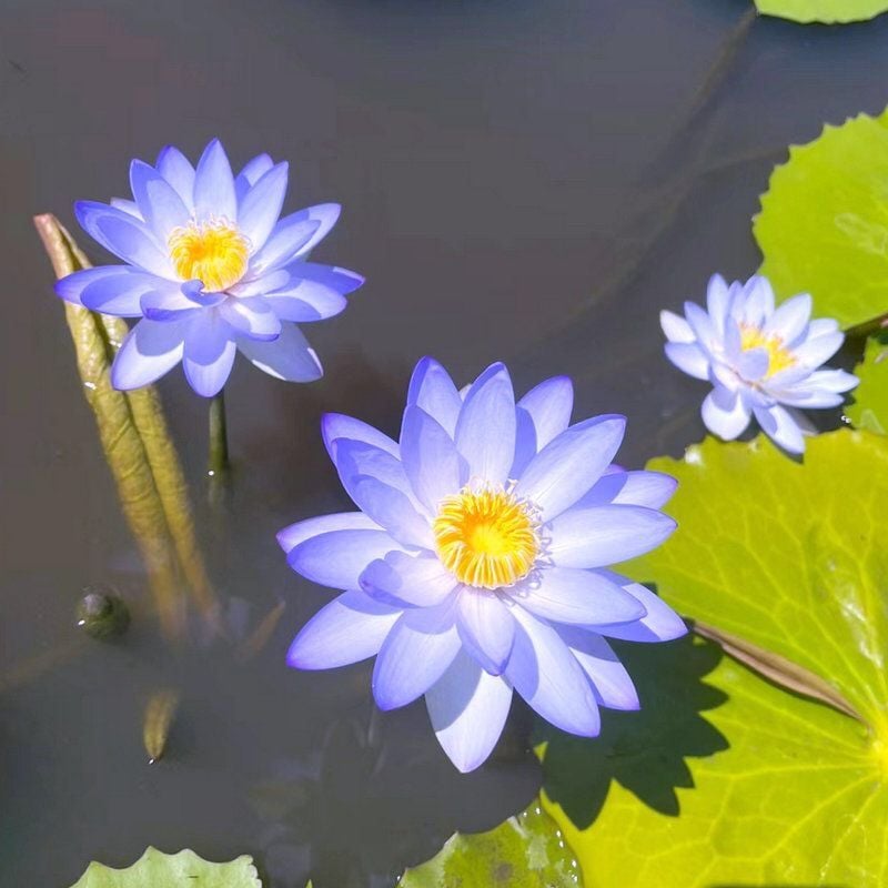 🪷【7-Day Germination】Last Day Sale — 50% OFF! 🌱 The Sacred Bonsai Bowl Lotus Flower