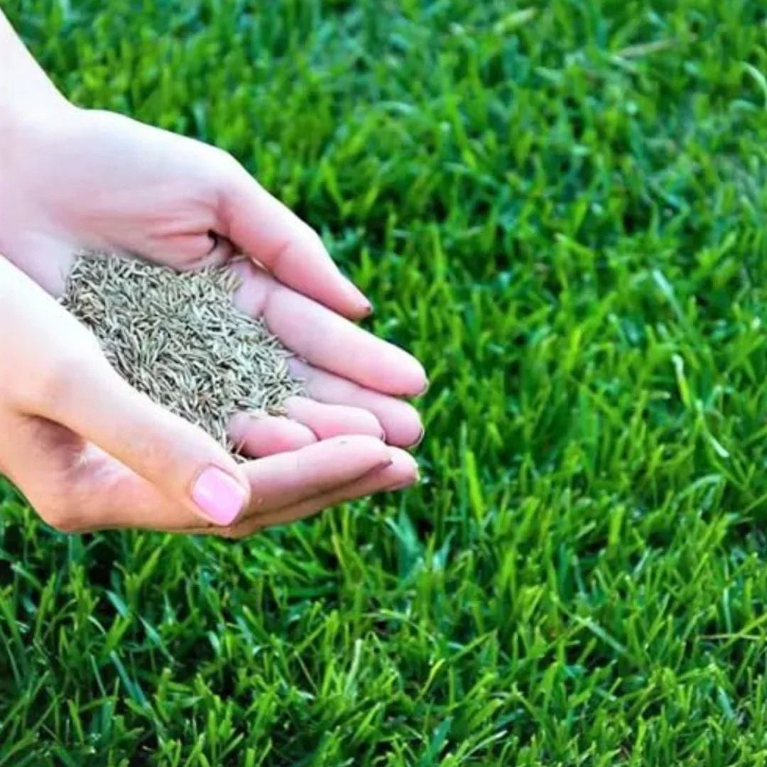 🔥⏰Last Day Promotion - 🌱 Evergreen dwarf grass seed for four seasons🌾 | Create your perfect lawn here🌼