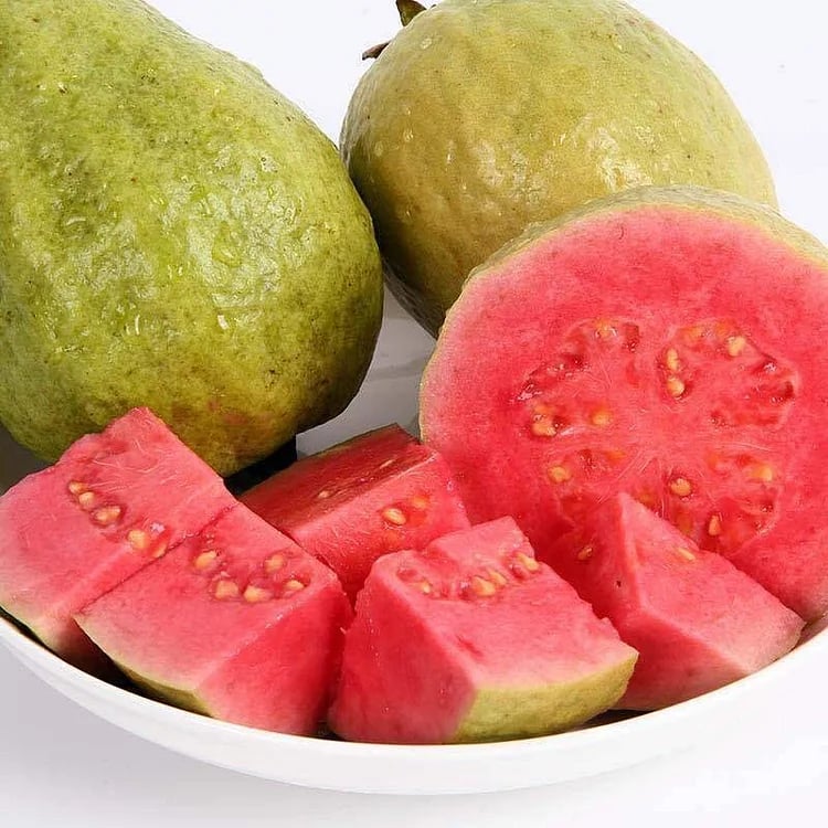 🔥Hot Sale💚 Organic Guava Plant🌱 Easy Grow