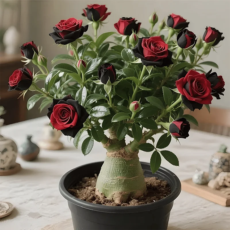 🌵🌺Desert Rose Seeds