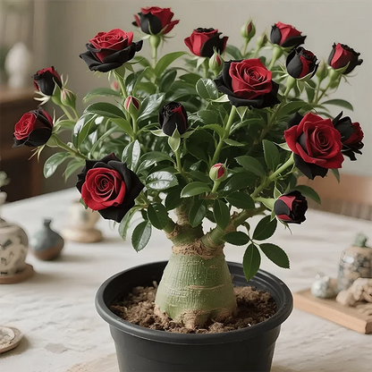 🌵🌺Desert Rose Seeds