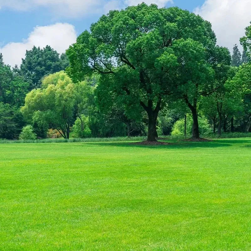 🔥⏰Last Day Promotion - 🌱 Evergreen dwarf grass seed for four seasons🌾 | Create your perfect lawn here🌼