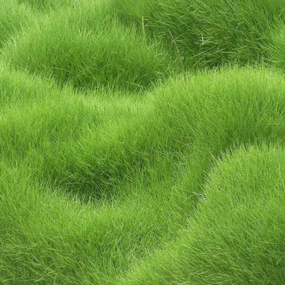 🔥7 Days Germination🌱 Evergreen dwarf grass seed for four seasons🌾Create your perfect lawn here