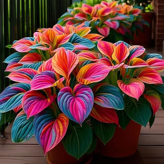 Rare Hosta Flower Seeds – Fast Growing Perennial Plant | Black Purple Lily Leaves | Ideal for Home Pot & Garden in Pakistan