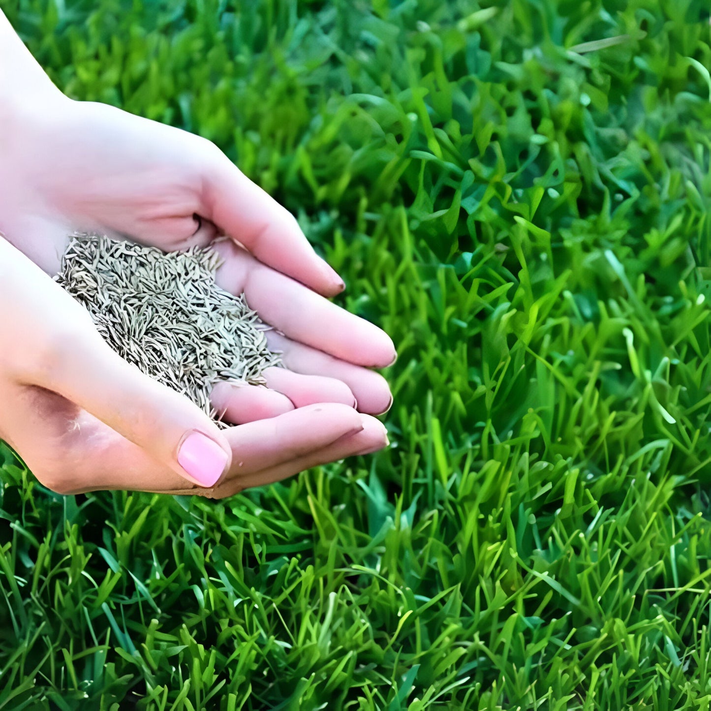🔥7 Days Germination🌱 Evergreen dwarf grass seed for four seasons🌾Create your perfect lawn here