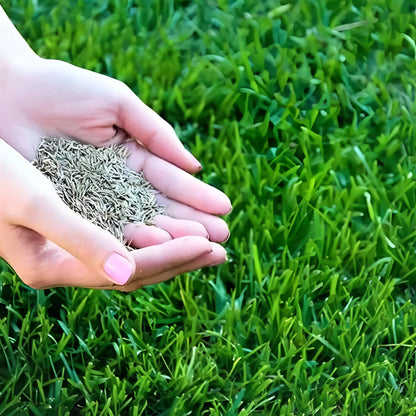 🔥7 Days Germination🌱 Evergreen dwarf grass seed for four seasons🌾Create your perfect lawn here