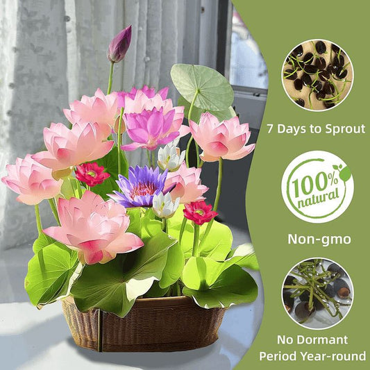 (7 Days Germination) 40% OFF Bowl Lotus Seeds