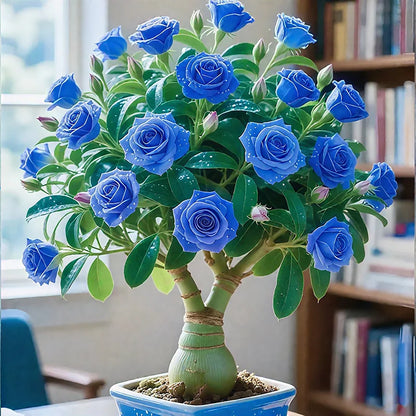 🌵🌺Desert Rose Seeds
