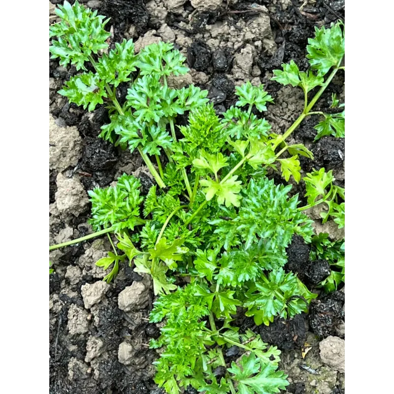 🌿Eucommia seeds-Low maintenance, multi-purpose, high nutrition