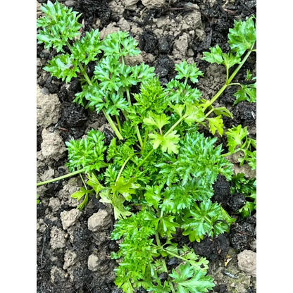 🌿Eucommia seeds-Low maintenance, multi-purpose, high nutrition