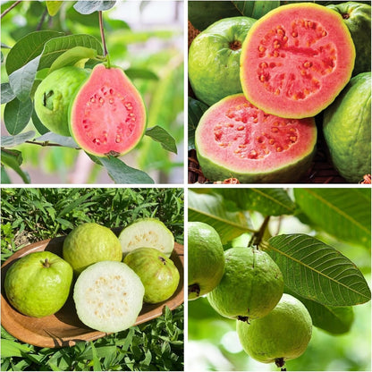 🔥Hot Sale💚 Organic Guava Plant🌱 Easy Grow